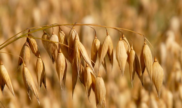 sgn-kaura-oats-600